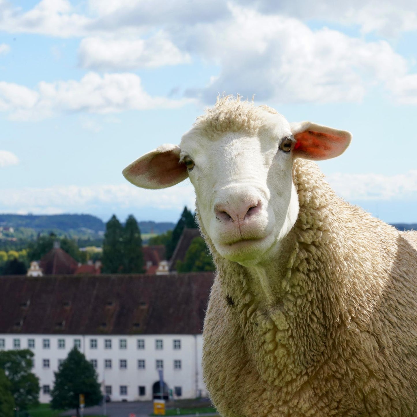 Bodenseeschaf