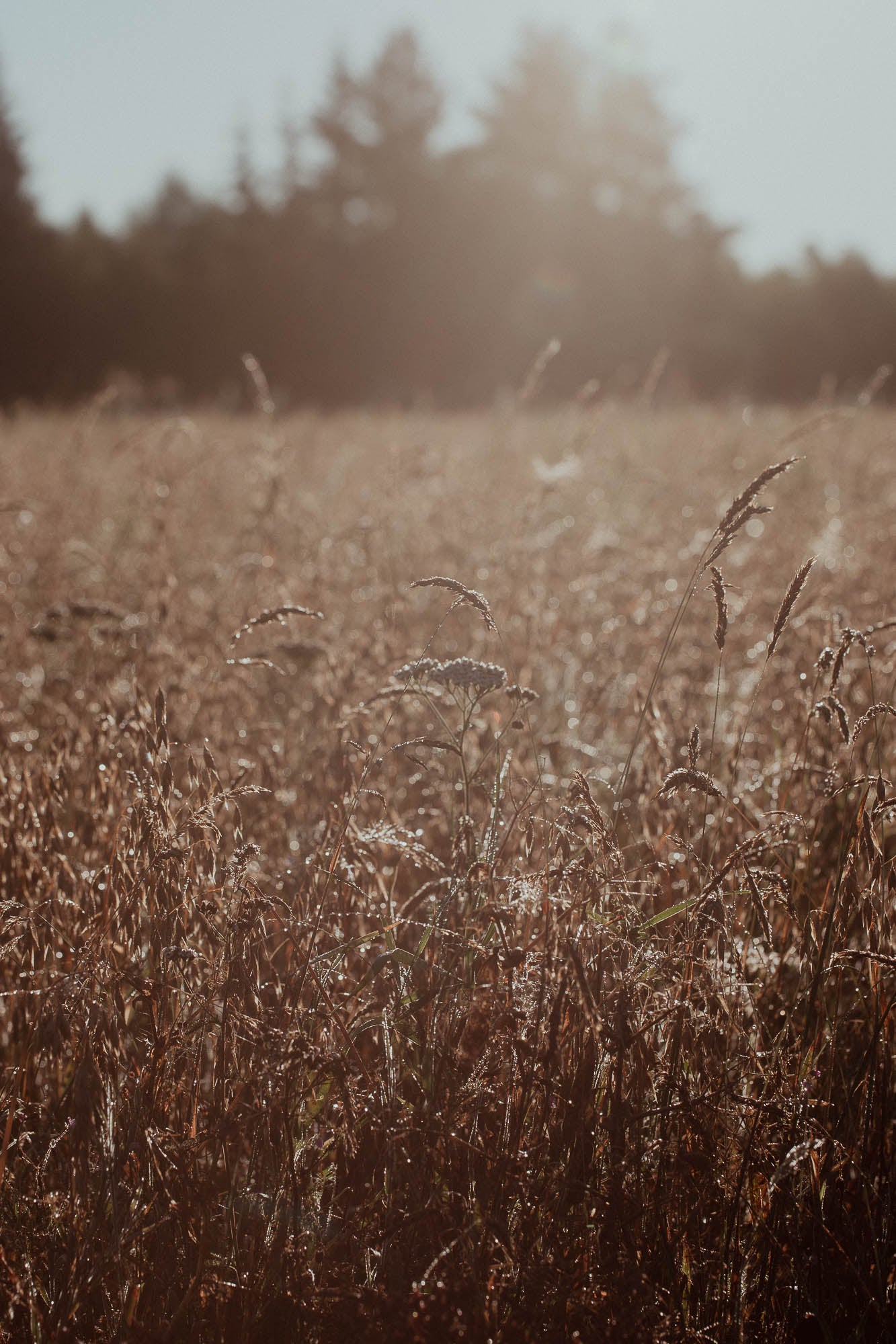 Observations: Knits and Essays from the Forest - signiert