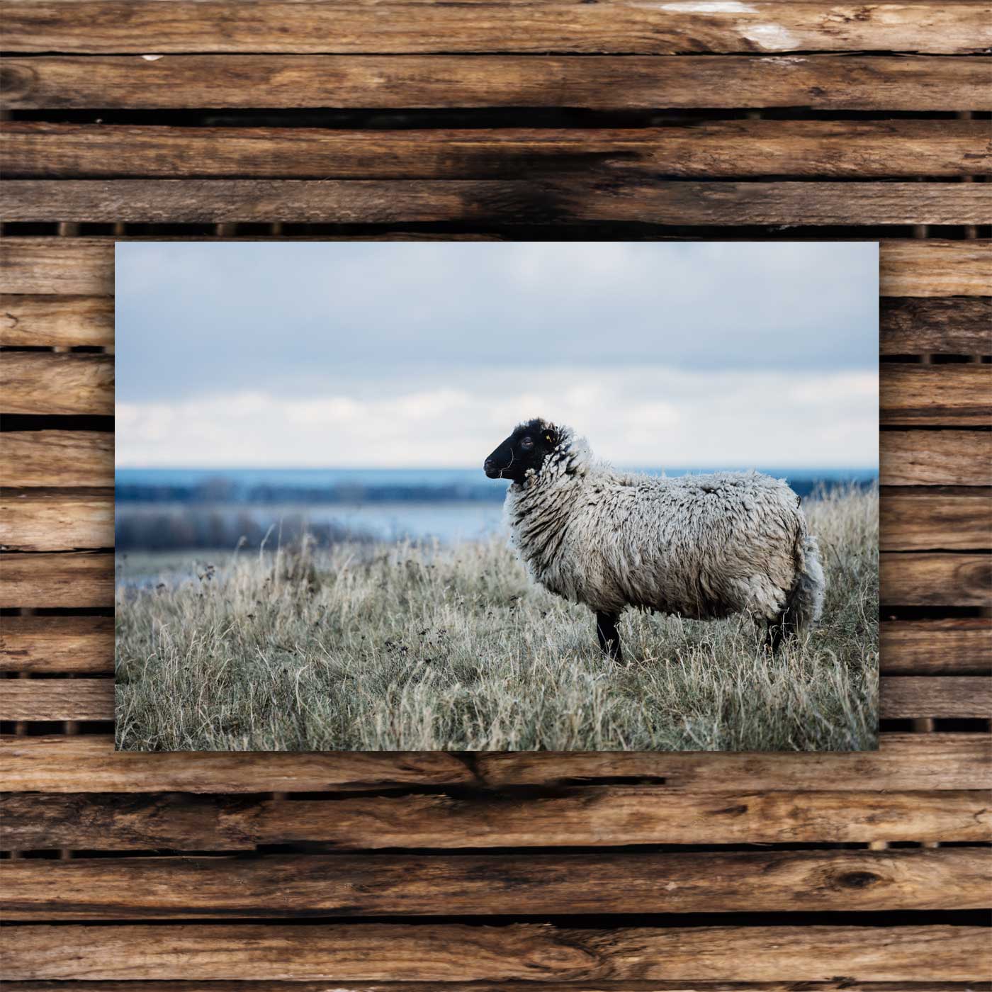 Postcards Pomeranian sheep