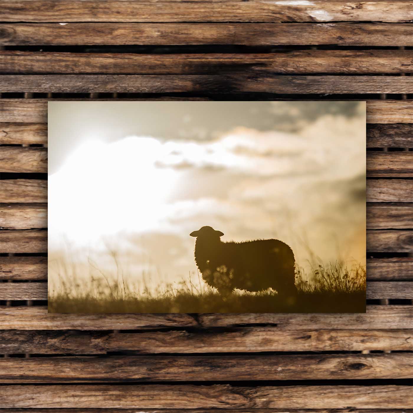 Postcards Pomeranian sheep