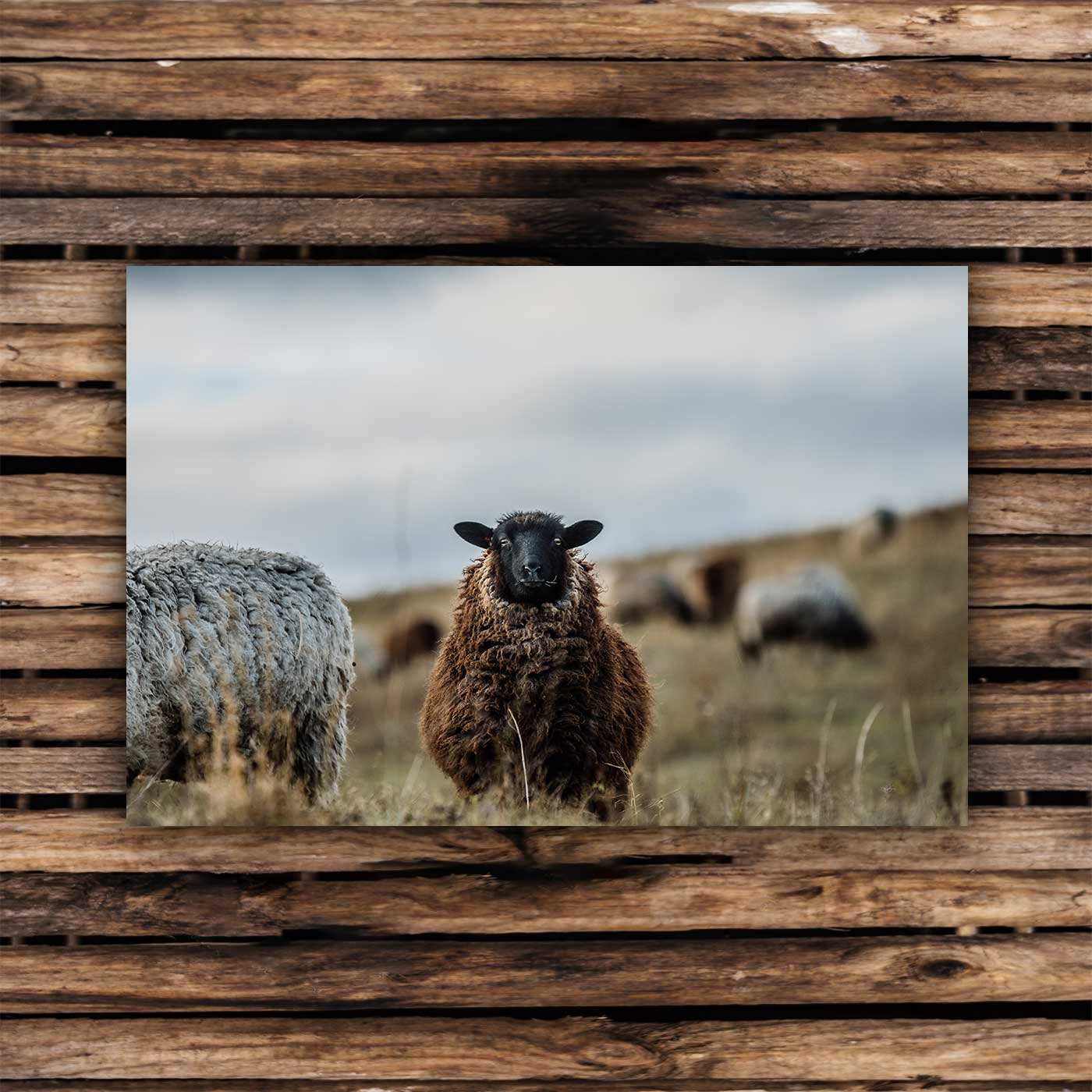 Postcards Pomeranian sheep