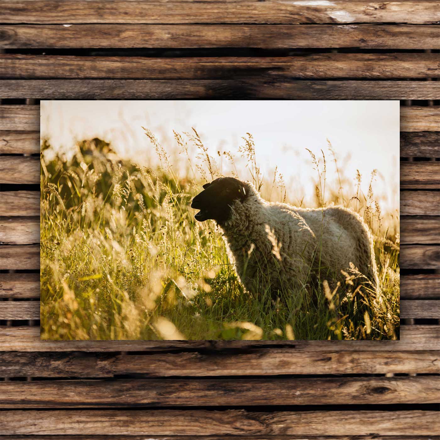 Postcards Pomeranian sheep