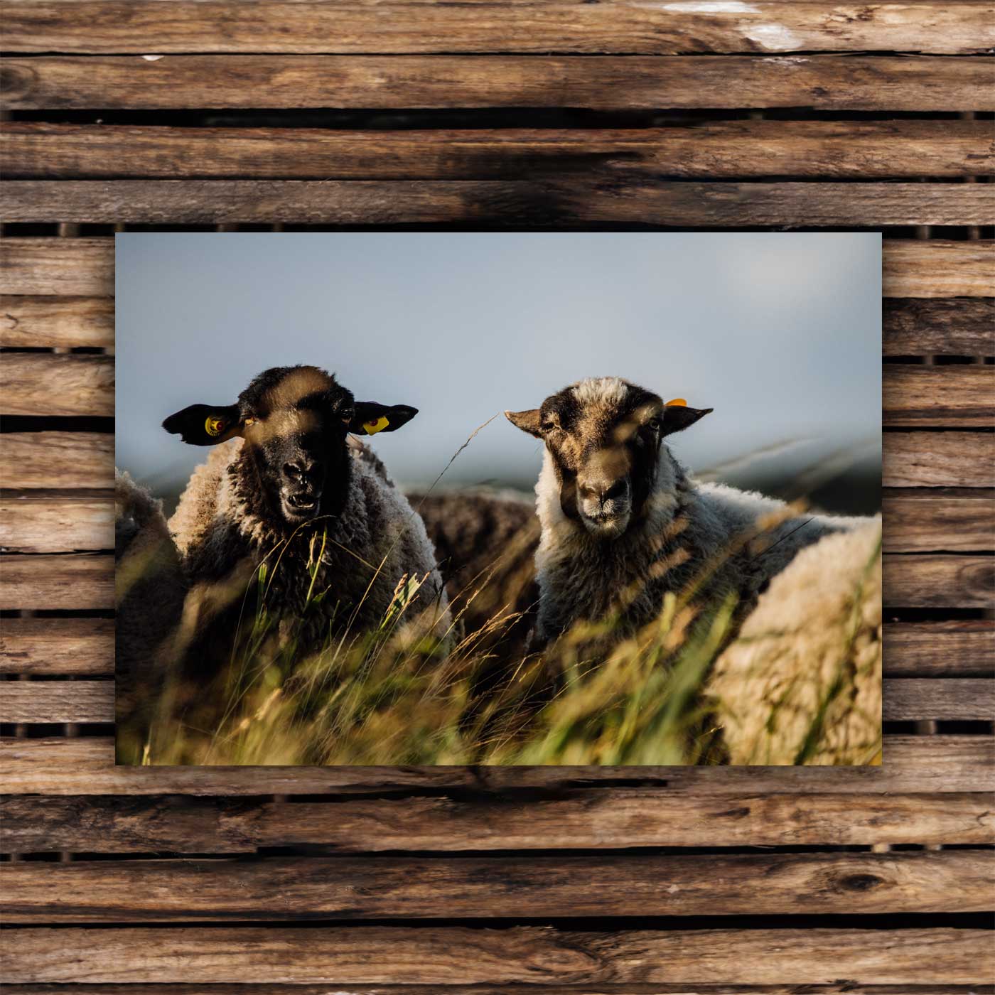Postcards Pomeranian sheep