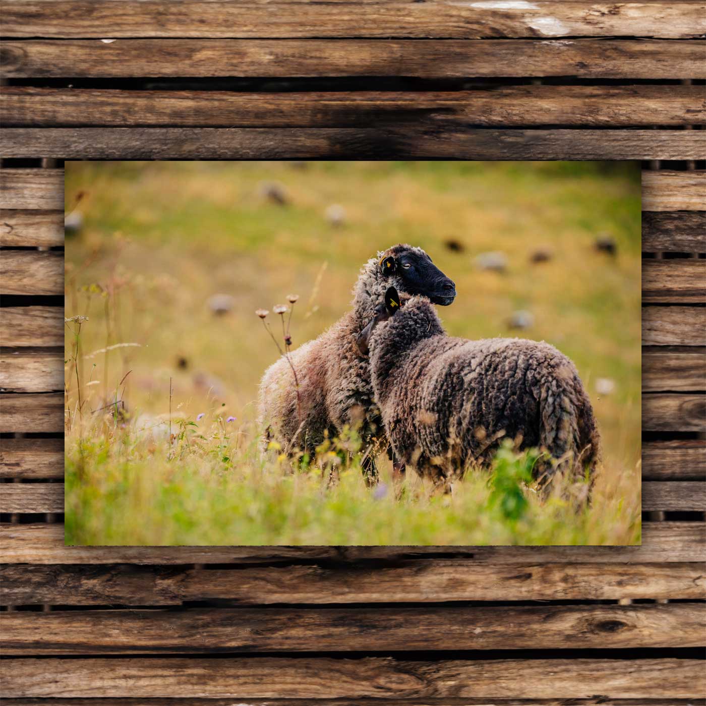 Postcards Pomeranian sheep