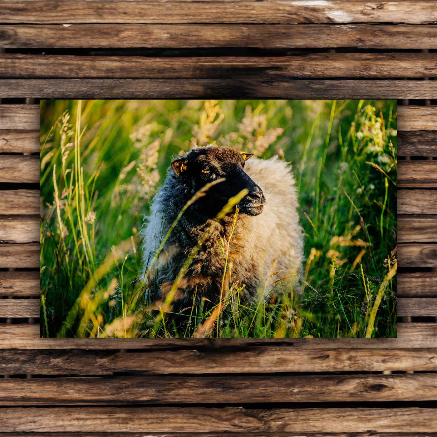 Postcards Pomeranian sheep