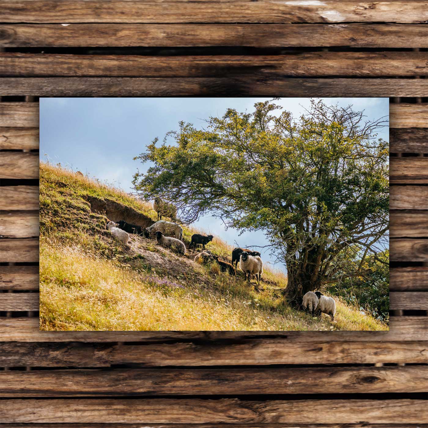 Postcards Pomeranian sheep