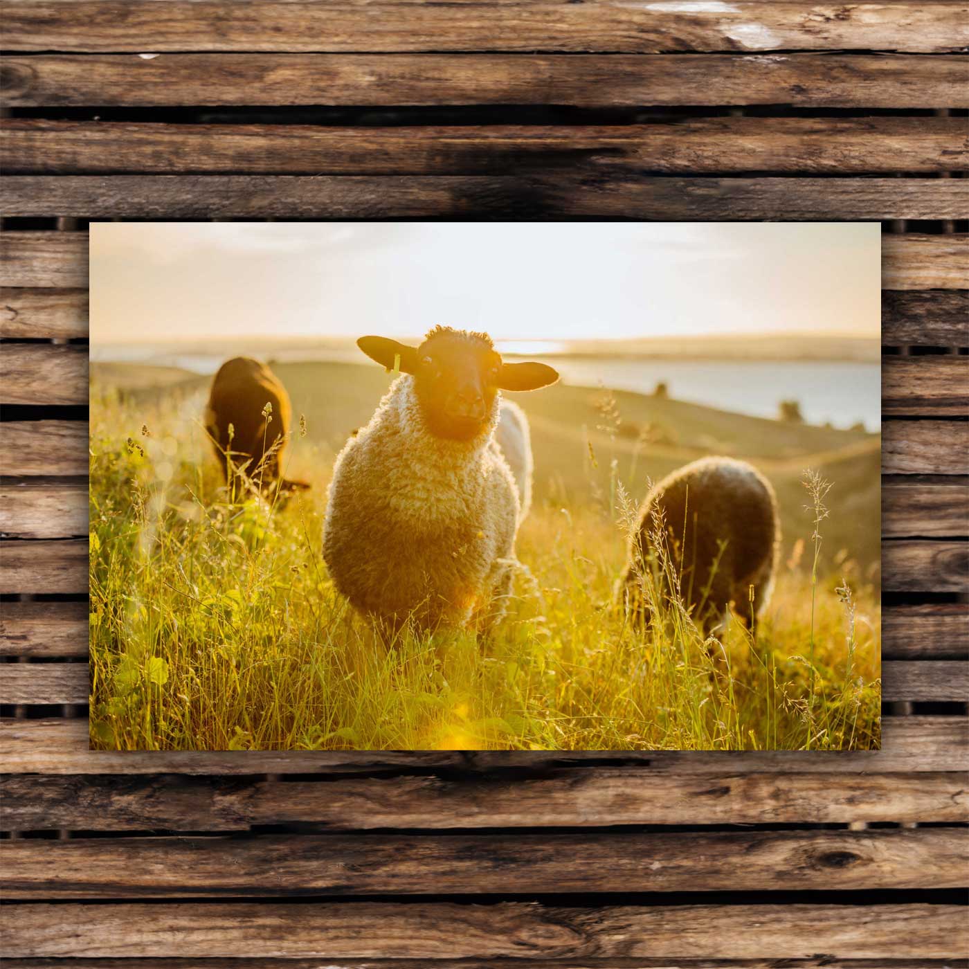 Postcards Pomeranian sheep