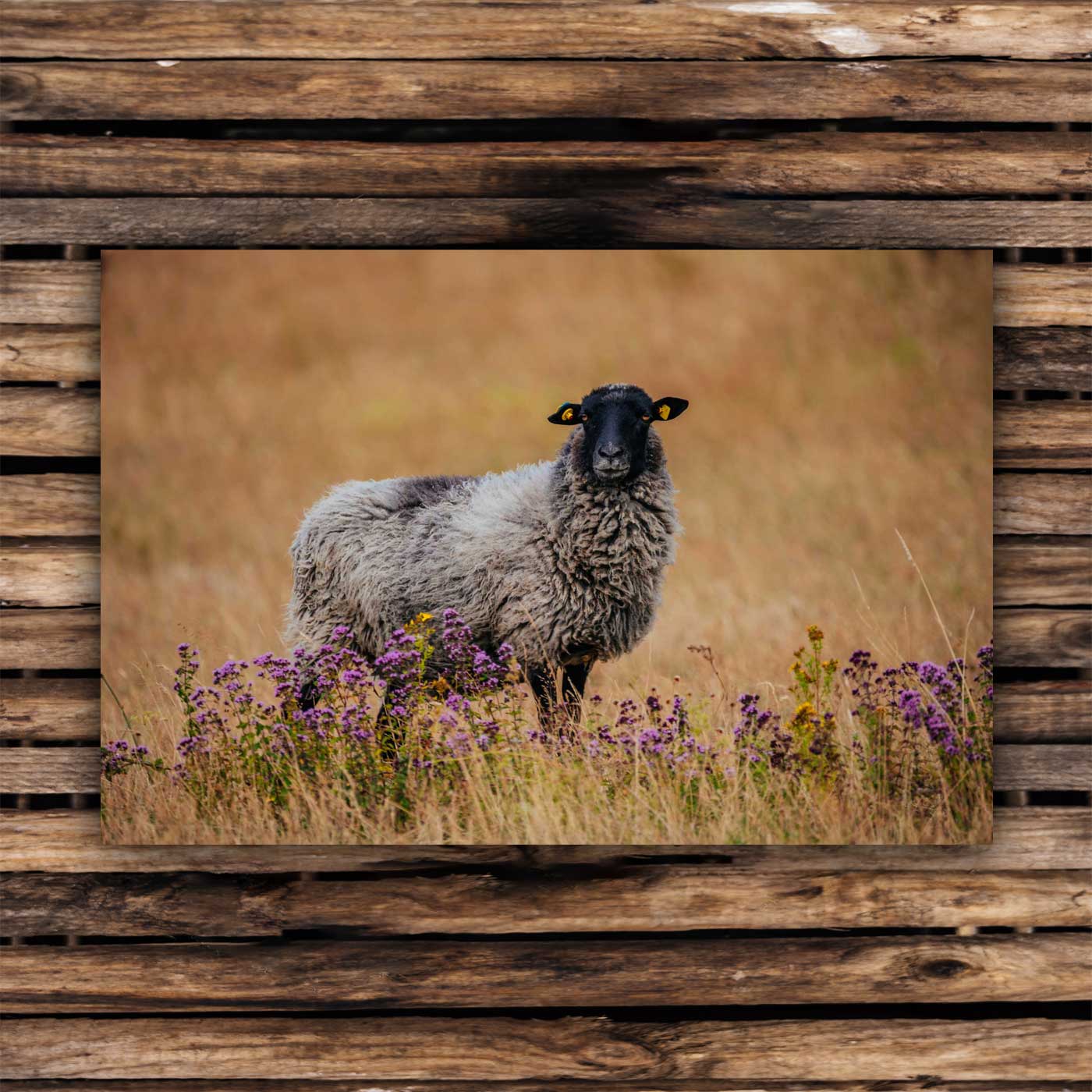 Postcards Pomeranian sheep