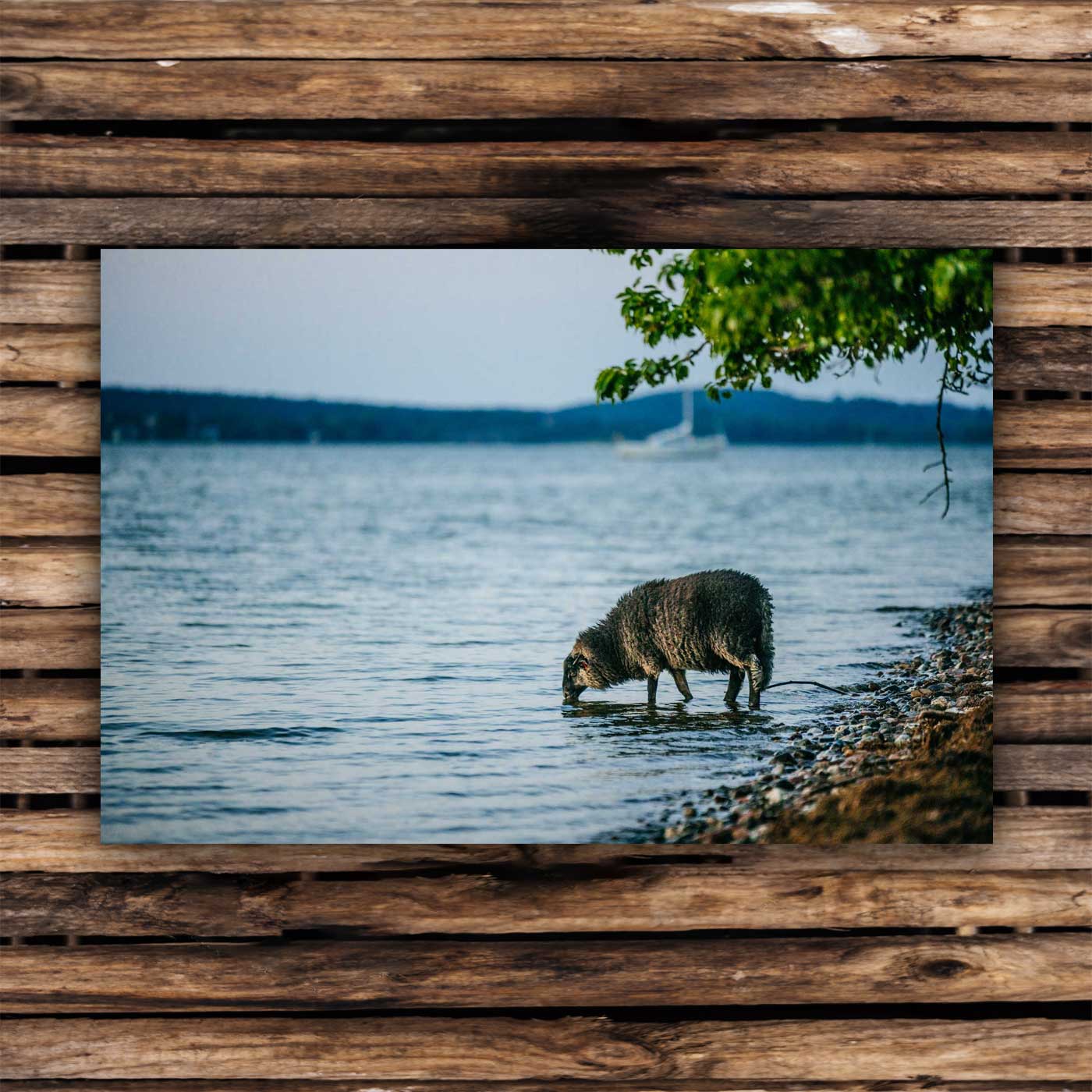 Postcards Pomeranian sheep