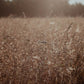 Observations: Knits and Essays from the Forest - signiert